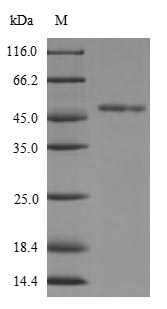 Greater than 90% as determined by SDS-PAGE.