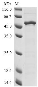 Greater than 85% as determined by SDS-PAGE.Recombinant Human Forkhead Box Protein G1 (FOXG1) Protein (His)