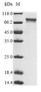 Greater than 90% as determined by SDS-PAGE.Recombinant Human Protein Furry Homolog-Like (FRYL) Protein (His-Myc)
