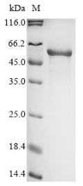Greater than 90% as determined by SDS-PAGE.