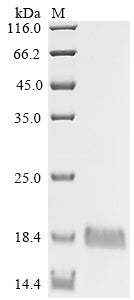 Greater than 90% as determined by SDS-PAGE.