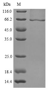 Greater than 90% as determined by SDS-PAGE.Recombinant Mouse Lysosomal Acid Glucosylceramidase (GBA) Protein (His)