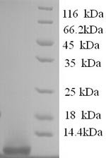 Greater than 90% as determined by SDS-PAGE.Recombinant Human Pro-Glucagon (GCG) Protein (His)