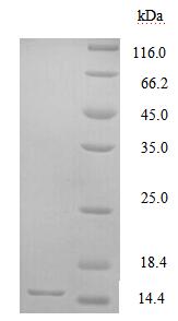Greater than 90% as determined by SDS-PAGE.