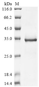 Greater than 90% as determined by SDS-PAGE.