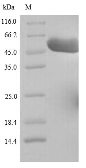 Greater than 90% as determined by SDS-PAGE.Recombinant Human Rab Gdp Dissociation Inhibitor Beta (GDI2) Protein (His)