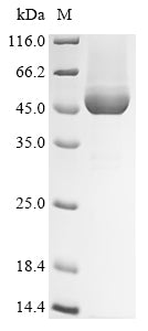 Greater than 90% as determined by SDS-PAGE.Recombinant Human Cobalamin Binding Intrinsic Factor (GIF) Protein (His)