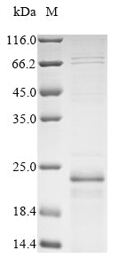 Greater than 85% as determined by SDS-PAGE.Recombinant Mouse Gap Junction Alpha-1 Protein (GJA1) Protein (His-Myc)