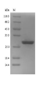 Greater than 90% as determined by SDS-PAGE.Recombinant Human Zinc Finger Protein Gli2 (GLI2) Protein (His)