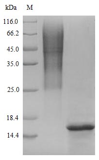 Greater than 90% as determined by SDS-PAGE.Recombinant Human Glucagon-Like Peptide 1 Receptor (GLP1R) Protein (His/Tag-Free)