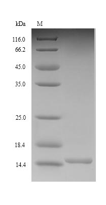 Greater than 90% as determined by SDS-PAGE.Recombinant Rat Glucagon-Like Peptide 1 Receptor (GLP1R) Protein (His)