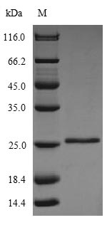 Greater than 85% as determined by SDS-PAGE.