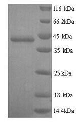 Greater than 90% as determined by SDS-PAGE.Recombinant Mouse Guanine nucleotide-binding protein G (GNAO1) Protein (His)