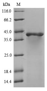 Greater than 85% as determined by SDS-PAGE.Recombinant Mouse Guanine nucleotide-binding protein G (GNAO1) Protein (His)