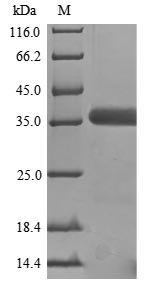 Greater than 85% as determined by SDS-PAGE.Recombinant Mouse Guanine nucleotide-binding protein G (GNAO1)
