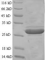 Greater than 90% as determined by SDS-PAGE.