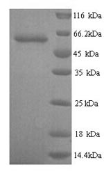 Greater than 90% as determined by SDS-PAGE.