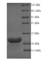 Greater than 90% as determined by SDS-PAGE.Recombinant Human Probable G-Protein Coupled Receptor 75 (GPR75) Protein (His/Tag-Free)