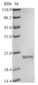 Greater than 90% as determined by SDS-PAGE.Recombinant Human Phospholipid Hydroperoxide Glutathione Peroxidase (GPX4) Protein (His)