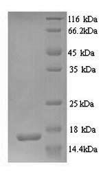Greater than 90% as determined by SDS-PAGE.Recombinant Human Glutamate Receptor 3 (GRIA3) Protein (His)