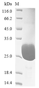 Greater than 90% as determined by SDS-PAGE.