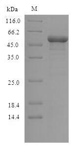 Greater than 90% as determined by SDS-PAGE.Recombinant Human Glycogen Synthase Kinase-3 Beta (GSK3B) Protein (His)