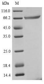Greater than 85% as determined by SDS-PAGE.Recombinant Human Eukaryotic Peptide Chain Release Factor Gtp-Binding Subunit Erf3A (GSPT1) Protein (His&Myc)