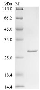 Greater than 90% as determined by SDS-PAGE.Recombinant Mouse Glutathione S-Transferase Mu 1 (GSTM1) Protein (His)