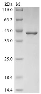 Greater than 90% as determined by SDS-PAGE.Recombinant Mouse Glutathione S-Transferase Mu 1 (GSTM1) Protein (His-sumostar)