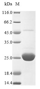 Greater than 85% as determined by SDS-PAGE.