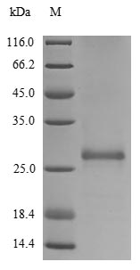 Greater than 90% as determined by SDS-PAGE.