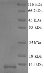 Greater than 90% as determined by SDS-PAGE.Recombinant Mouse Guanylate Cyclase Activator 2B (GUCA2B) Protein (His)