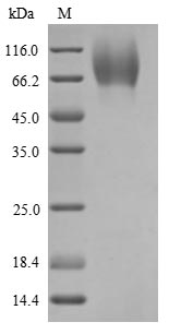 Greater than 90% as determined by SDS-PAGE.