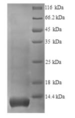 Greater than 90% as determined by SDS-PAGE.Recombinant Human Glycophorin (GYPA) Protein (His)