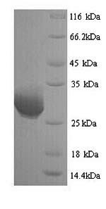 Greater than 90% as determined by SDS-PAGE.