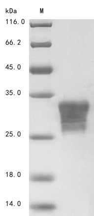 Greater than 85% as determined by SDS-PAGE.Recombinant Human Orexin Receptor Type 1 (HCRTR1) Protein (His-sumostar)