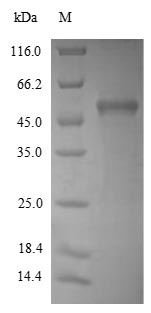 Greater than 90% as determined by SDS-PAGE.Recombinant Saccharomyces Cerevisiae Hexokinase-1 (HXK1) Protein (His)