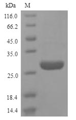 Greater than 90% as determined by SDS-PAGE.Recombinant Human High Mobility Group Protein B1 (HMGB1) Protein (His)