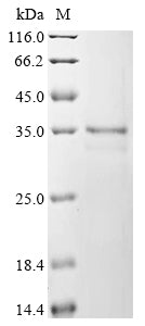 Greater than 85% as determined by SDS-PAGE.Recombinant Mouse High Mobility Group Protein B1 (HMGB1) Protein (His)