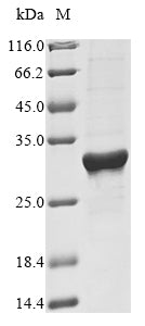 Greater than 85% as determined by SDS-PAGE.Recombinant Rat High Mobility Group Protein B1 (HMGB1) Protein (His)