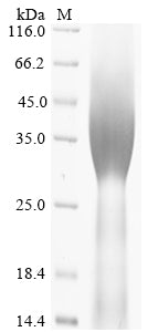 Greater than 90% as determined by SDS-PAGE.