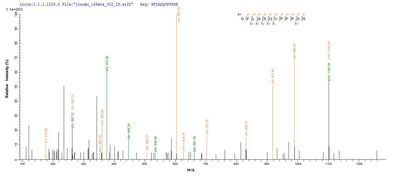 Based on the SEQUEST from database of Yeast host and target protein, the LC-MS/MS Analysis result of this product could indicate that this peptide derived from Yeast-expressed Rattus norvegicus (Rat) Hsd17b10.Recombinant Rat 3-Hydroxyacyl-Coa Dehydrogenase Type-2 (HSD17B10) Protein (His)