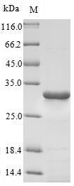 Greater than 90% as determined by SDS-PAGE.Recombinant Rat 3-Hydroxyacyl-Coa Dehydrogenase Type-2 (HSD17B10) Protein (His)