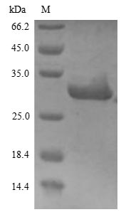 Greater than 90% as determined by SDS-PAGE.Recombinant Human Heat Shock Protein Hsp 90-Alpha (HSP90AA1) Protein (His)
