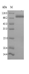 Greater than 90% as determined by SDS-PAGE.Recombinant Mouse Endoplasmic Reticulum Chaperone Bip (HSPA5) Protein (His)