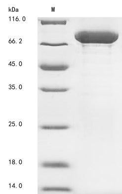 Greater than 85% as determined by SDS-PAGE.