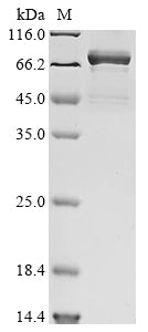 Greater than 85% as determined by SDS-PAGE.Recombinant Mouse Heat Shock Cognate 71 Kda Protein (HSPA8) Protein (His)