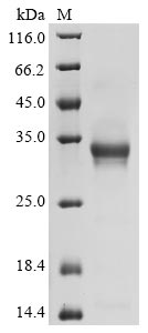 Greater than 90% as determined by SDS-PAGE.Recombinant Human 5-Hydroxytryptamine Receptor 1D (HTR1D) Protein (hFc)