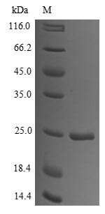 Greater than 90% as determined by SDS-PAGE.Recombinant Human Islet Amyloid Polypeptide (IAPP) Protein (His)