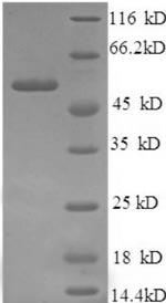 Greater than 90% as determined by SDS-PAGE.Recombinant Human Islet Cell Autoantigen 1 (ICA1) Protein (His)